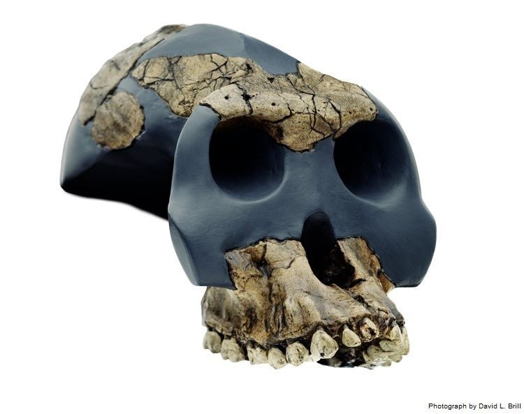 Australopithecus garhi B Australopithecines Southern Ape