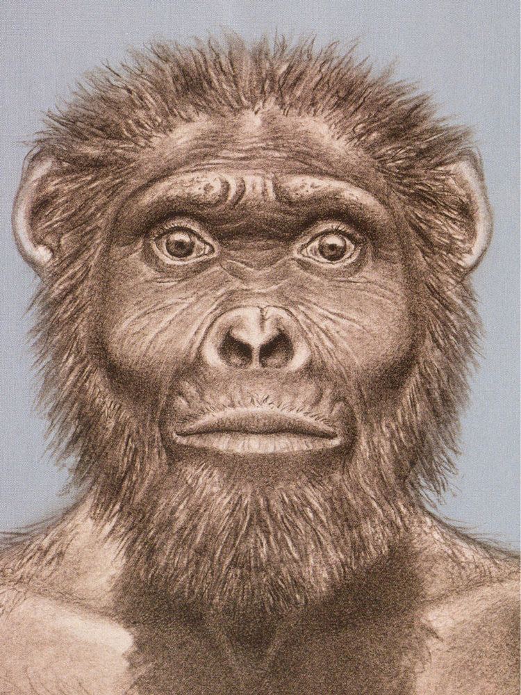 Australopithecus garhi Australopithecus garhi The Young Archaeologist