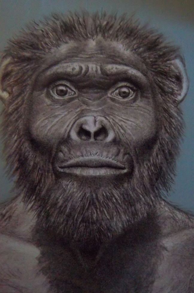 Australopithecus garhi Pinterest The world39s catalog of ideas