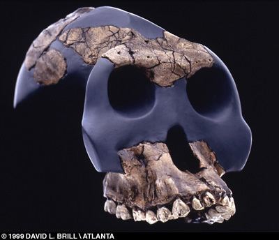 Australopithecus garhi Australopithecus garhi The Human Timeline