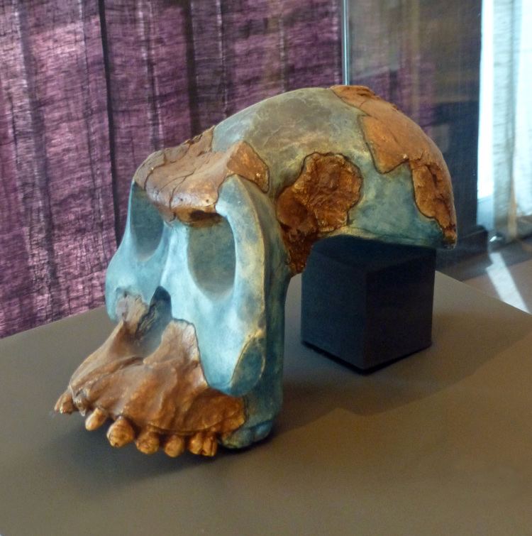 Australopithecus garhi Australopithecus garhi Wikiwand