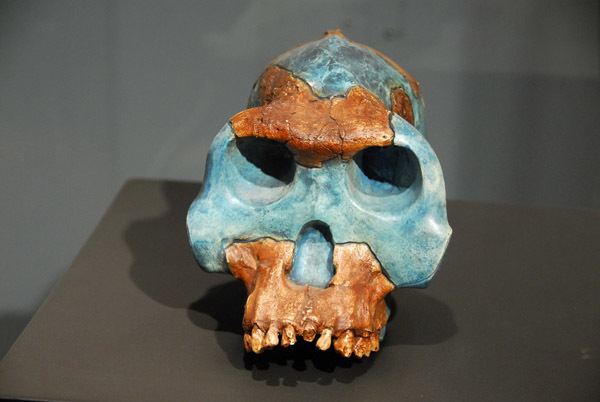 Australopithecus garhi Reconstructed skull of Australopithecus garhi 25 million years ago
