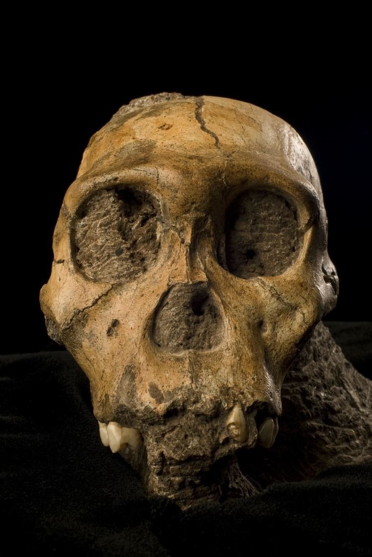 Australopithecus sediba The Newest Member of the Human Family Tree Science Smithsonian