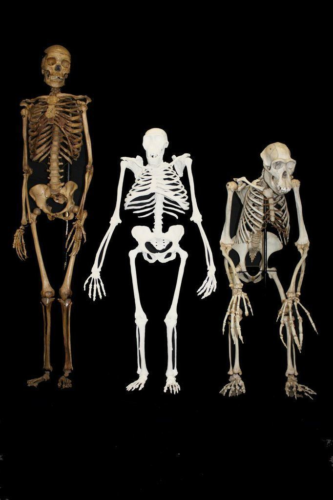 Australopithecus sediba Australopithecus sediba hominin New study reveals how human