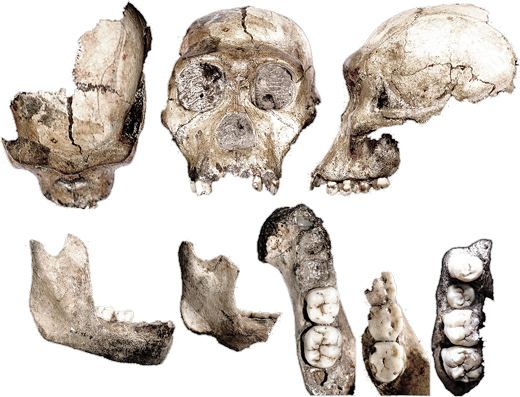 Australopithecus sediba Australopithecus sediba