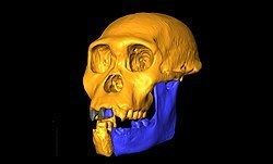 Australopithecus sediba Australopithecus sediba Details Encyclopedia of Life