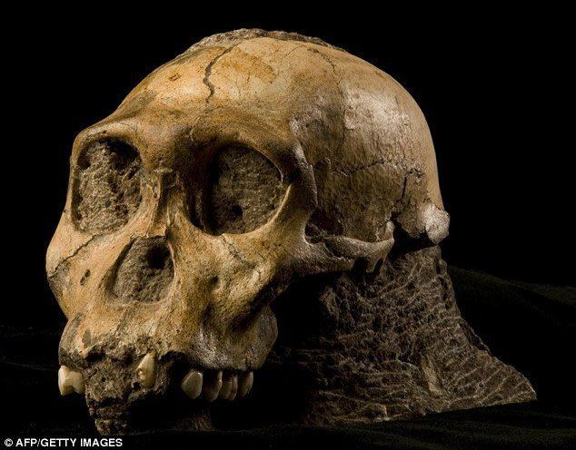 Australopithecus sediba httpscdnassetsanswersingenesisorgimgarticl