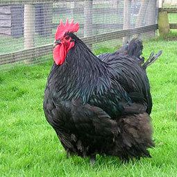 Australorp Chicken Breeds Australorp