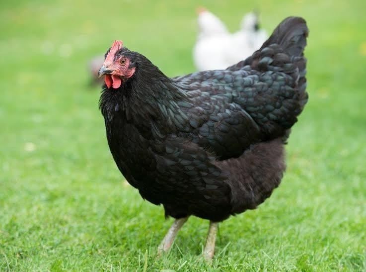 Australorp Chicks for Sale Online Black Australorp Chicken Cackle Hatchery