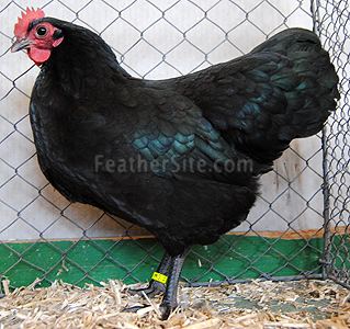 Australorp Australorps