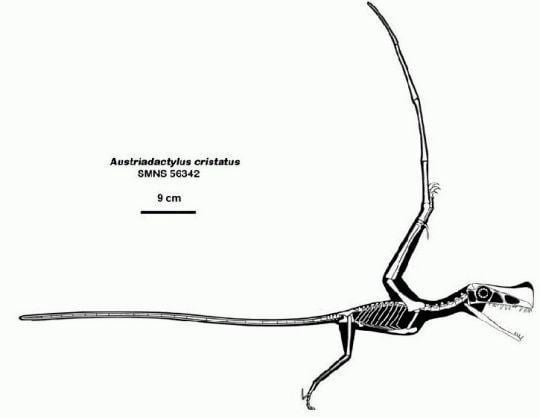 Austriadactylus Austriadactylus Pictures amp Facts The Dinosaur Database