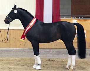 Austrian Warmblood Rosarius Champion of the 2013 Austrian Warmblood Stallion Licensing