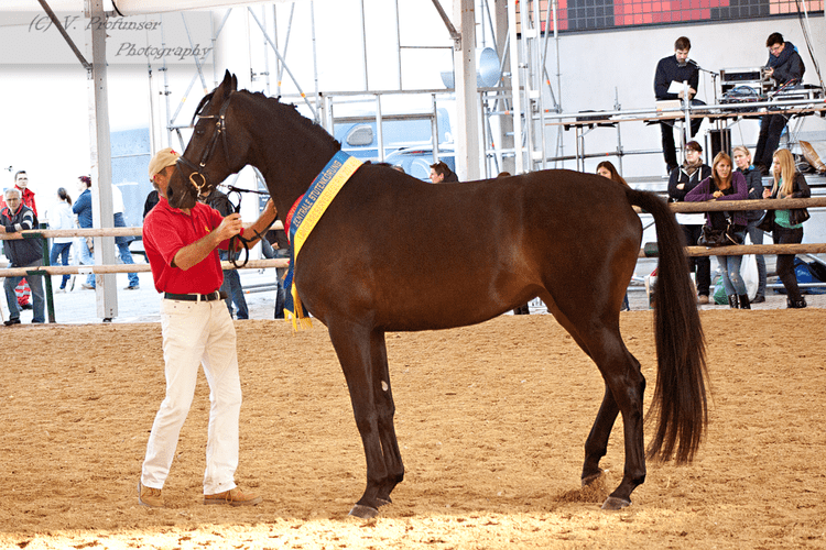 Austrian Warmblood Austrian Warmblood Mare10 by CalyHoney on DeviantArt