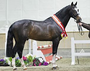 Austrian Warmblood Lord Fernando AB Champion of the 2011 Austrian Warmblood Stallion