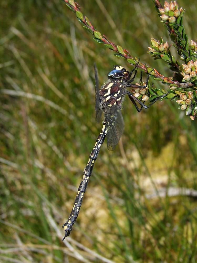 Austroaeschna Austroaeschna flavomaculata Alpine Darner Dragonfly Photo Gallery