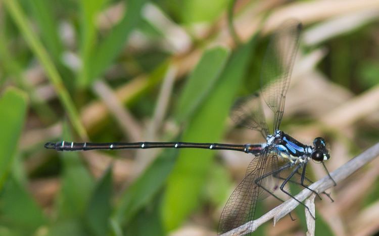 Austroargiolestes There Be Dragonflies Austroargiolestes alpinus NEW ENGLAND FLATWING