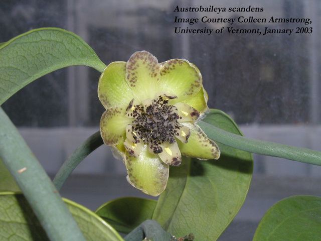 Austrobaileya Austrobaileya scandens Austrobaileyaceae