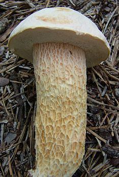 Austroboletus subflavidus httpsuploadwikimediaorgwikipediacommonsthu