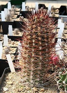 Austrocactus httpsuploadwikimediaorgwikipediacommonsthu