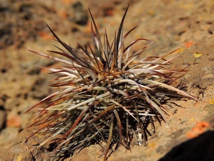 Austrocactus Austrocactus longicarpus