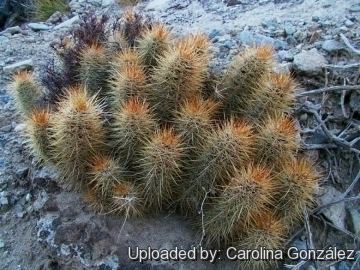 Austrocactus Austrocactus bertinii