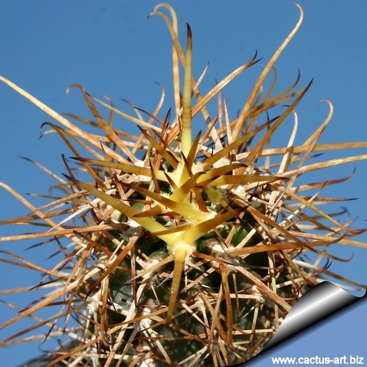 Austrocactus Austrocactus bertinii