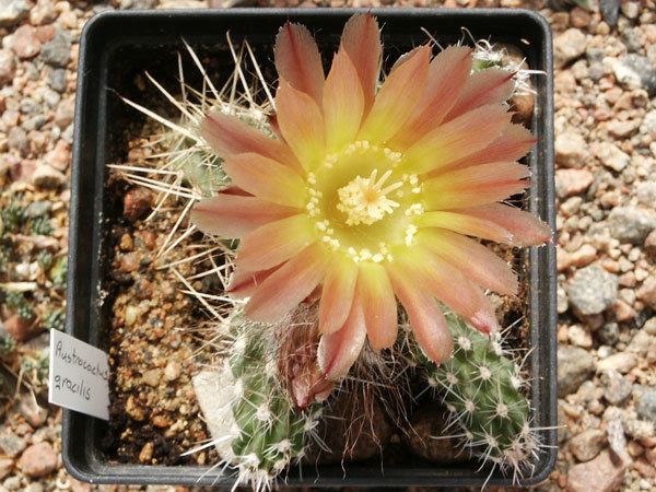 Austrocactus Online Guide to the positive identification of Members of the