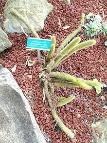 Austrocactus coxii httpsuploadwikimediaorgwikipediacommonsthu