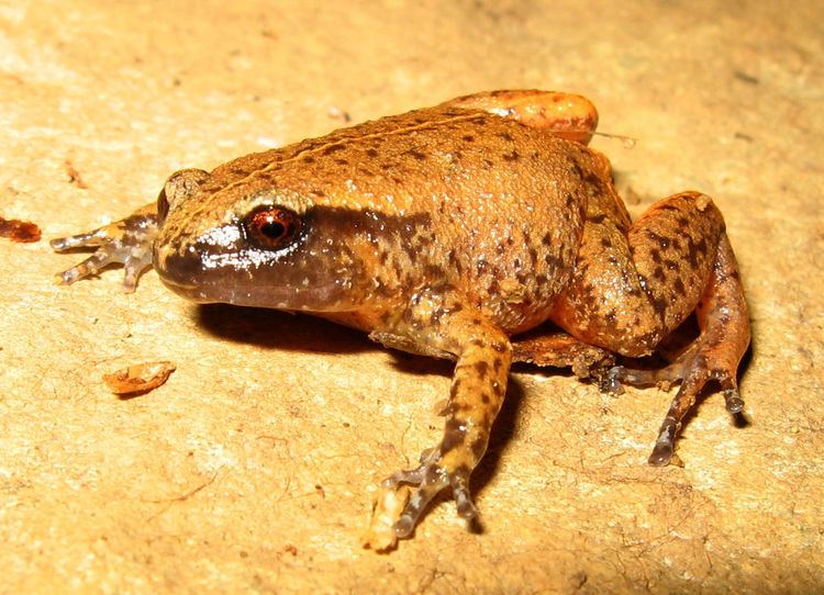 Austrochaperina pluvialis