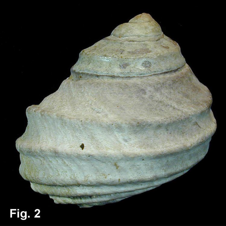 Austrocochlea constricta seashellsofnsworgauTrochidaeImages02231jpg