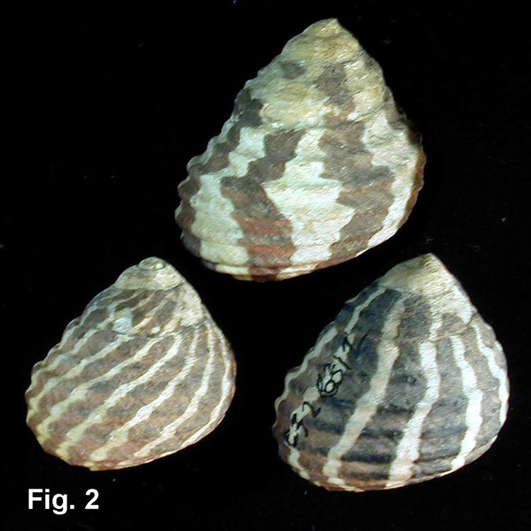 Austrocochlea seashellsofnsworgauTrochidaeImages02251jpg