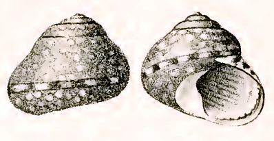 Austrocochlea piperina