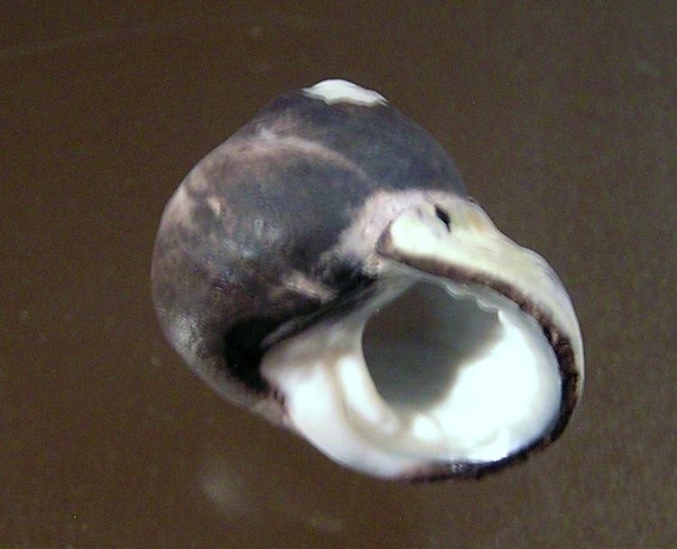 Austrocochlea rudis