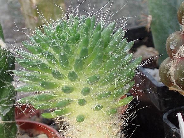Austrocylindropuntia Online Guide to the positive identification of Members of the