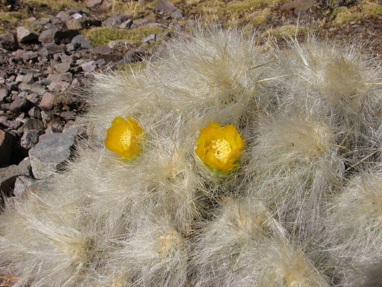 Austrocylindropuntia floccosa Peru Southern part Nevado Ausangate Marijn