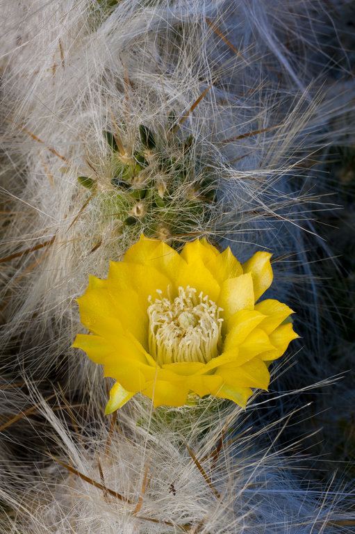Austrocylindropuntia floccosa CalPhotos Austrocylindropuntia floccosa Huaraco