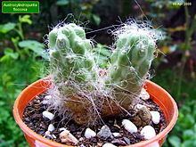 Austrocylindropuntia floccosa httpsuploadwikimediaorgwikipediacommonsthu