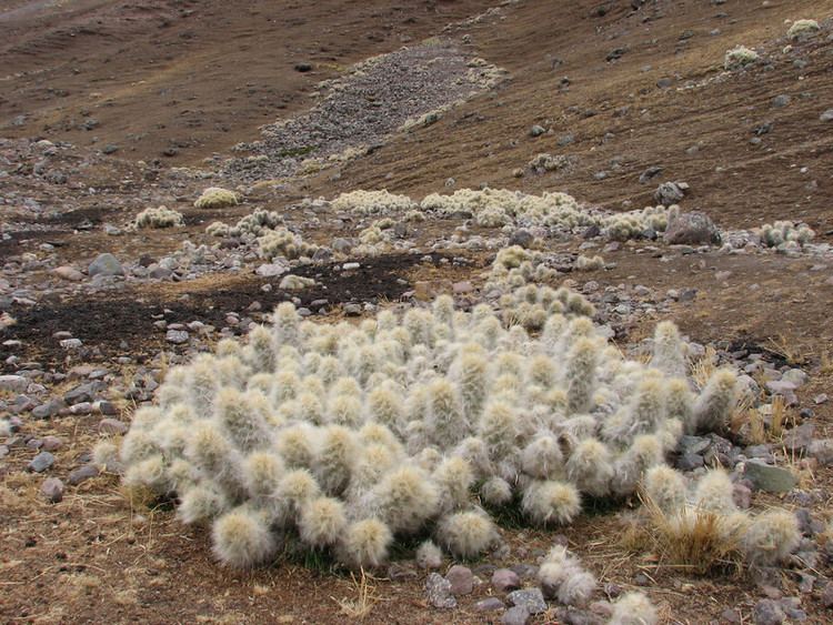 Austrocylindropuntia floccosa Peru Southern part Nevado Ausangate Marijn