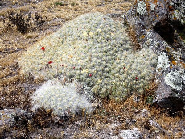 Austrocylindropuntia floccosa Online Guide to the positive identification of Members of the