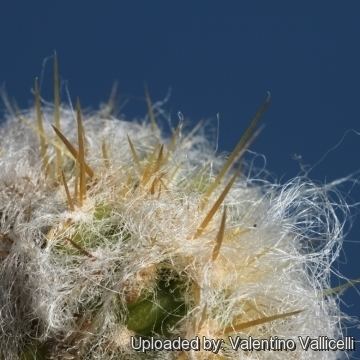 Austrocylindropuntia floccosa Austrocylindropuntia floccosa f cristata