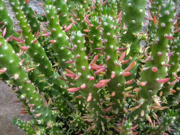 Austrocylindropuntia subulata Austrocylindropuntia subulata f monstrosa Christmas Tree Cactus