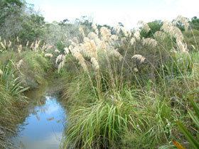 Austroderia Austroderia fulvida New Zealand Plant Conservation Network