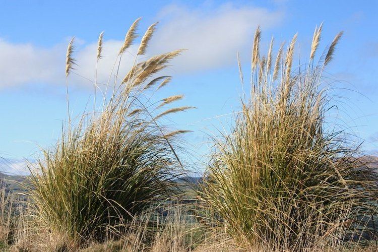 Austroderia Austroderia richardii Cortaderia Pukerau Nursery