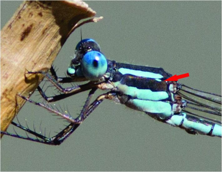 Austrolestes There Be Dragonflies Austrolestes leda WANDERING RINGTAIL