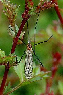 Austrolimnophila ochracea httpsuploadwikimediaorgwikipediacommonsthu