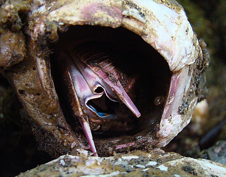 Austromegabalanus psittacus Austromegabalanus psittacus inside a Picoroco Inside view Flickr