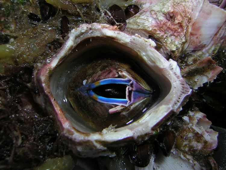 Austromegabalanus psittacus Crustaceo Azul Austromegabalanus psittacus Ignacio Alberto