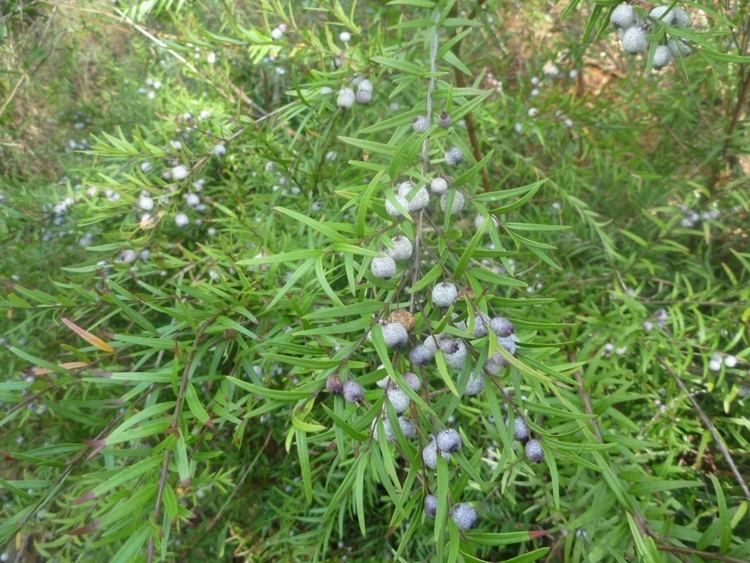 Austromyrtus Austromyrtus dulcis Midgenberry Gardening With Angus