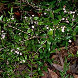 Austromyrtus Austromyrtus dulcis Growing Native Plants