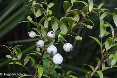 Austromyrtus Factsheet Austromyrtus dulcis